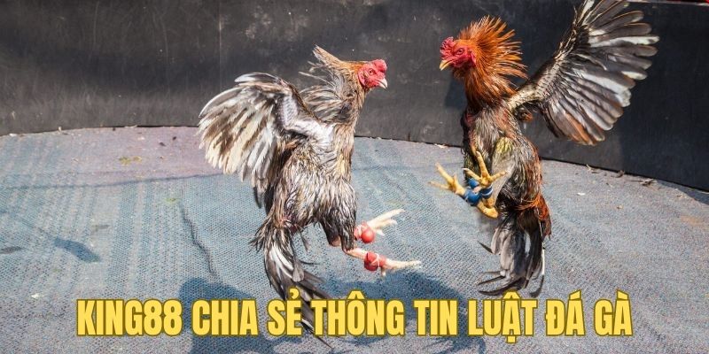 KING88 chia sẻ thông tin cụ thể của luật đá gà